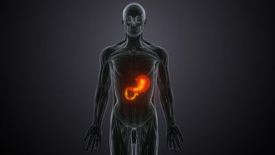 How Metabolic Flexibility and Fuel Switching Shape a Healthier Metabolism and Stronger Insulin Response