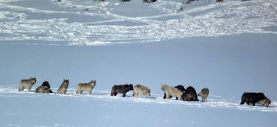 Yellowstone Wolf Tracker's Playbook for Crafting the Future of Ethical Wildlife Tourism