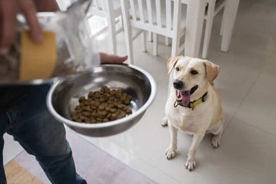 Your Pet’s Daily Diet: Are You Missing Something Important?