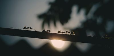 In an ant colony, the queen isn’t in charge. So who is?