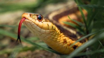 7 Most Venomous Snakes in the World & How Their Bite Kills