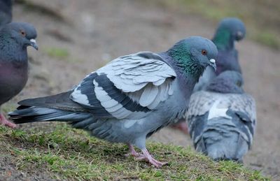 How To Stop Pigeons From Nesting Naturally