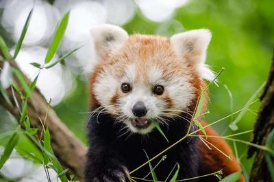 10 Adorable Animals That Hide Brutal Bite Power