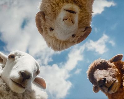 From The Sheep Detectives to Rivals: your complete entertainment guide to the week ahead