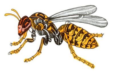 Why can’t wasps swim and which shark is fastest? The kids’ quiz