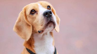 The Hidden Signals Dogs Use Before Danger Appears Explained