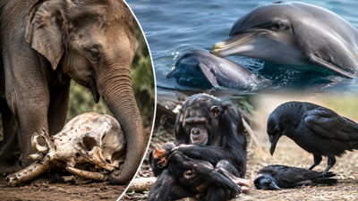 7 Most Emotional Animals in the World That Mourn Like Humans