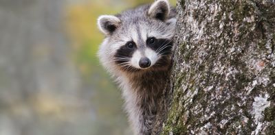Conspiracy theories: do 300,000 Kiwis really believe Canada is building an army of mutant super-raccoons?