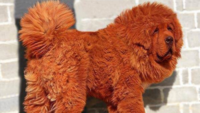 Most Expensive Dog in the World That Costs More Than a House