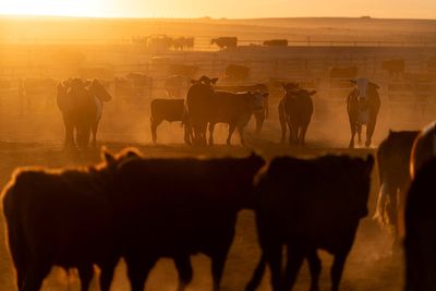 Trump plans to import more beef from overseas to bring down record-high prices, report says