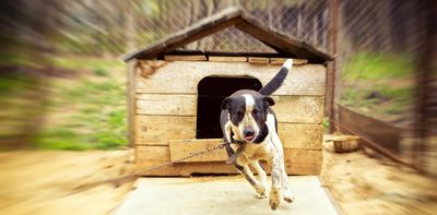 South African study reveals most dog fights happen at home – and how best to prevent it