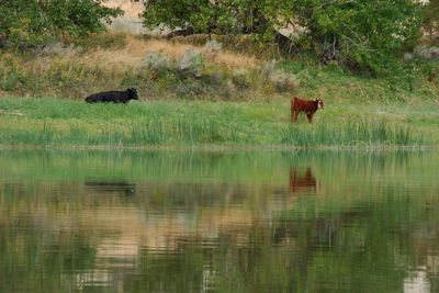 Trump administration cancels rule that made conservation a 'use' of public lands
