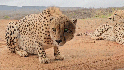 Cheetahs gatecrash South African bird hide – too close for comfort (and lenses!)