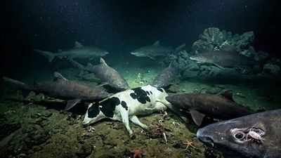 South China Sea mystery: Giant sharks appear after scientists sink cow carcass 1,600 meters deep