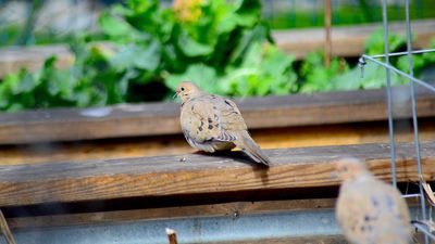 Birds Stealing Seeds and Damaging Seedlings in May? 3 Simple Ways to Stop Them Without Damaging Your Garden