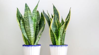 What to Do With a Snake Plant in May to Encourage More Statement Foliage
