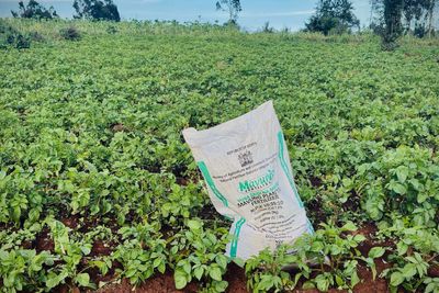 IBA calls for 10 pc fermented organic manure blending with fertilizers to save $2 bn imports