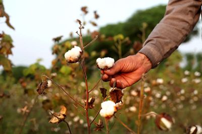 Govt examining removal, reduction of 11% import duty on cotton: Official