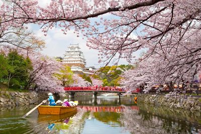 Cherry blossoms are proof of a planet going awry