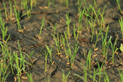 Extreme heat threatens global food systems, UN agencies warn