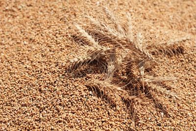 EU wheat eases as supply prospects offset Iran war worries