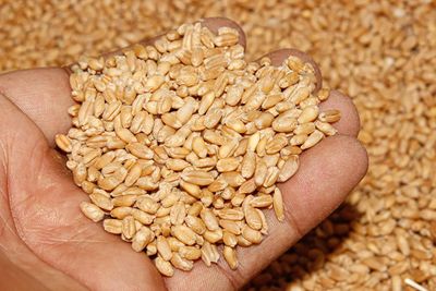 India lifts total wheat export quota to 5 million tons