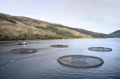 Fish farms and pollution in Scotland
