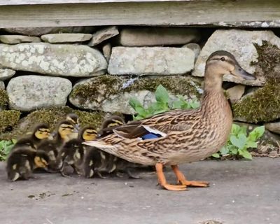 Country diary: Nesting mallard, owl and woodcock in our garden – this is the ‘human shield’ effect