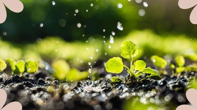 How often should you water seedlings? Garden experts share how to keep young plants happy and thriving