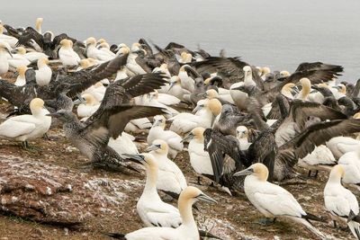 Sharp drop in ‘forever chemicals’ in seabird eggs hailed as win for regulation