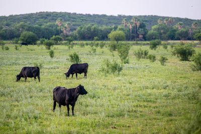 Advocates decry Trump’s plan to open 24m acres of federal lands to cattle grazing