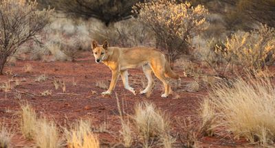 ‘It’s our kinship’: can Australia learn to coexist with dingoes?