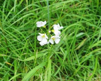 Country diary: No Mow May is back on track – and the results are wonderful