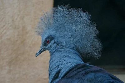 6 Rare Purple Birds In India That Look Unreal