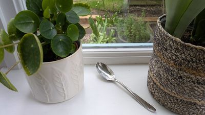 I’ve just discovered the secret reason homeowners are putting a spoon on their windowsills — is it an essential we all need to follow?