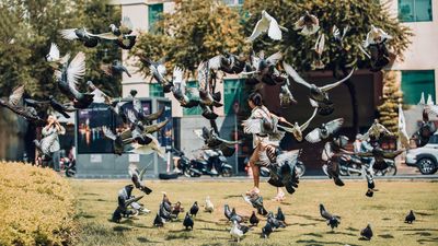 Why Are City Birds More Afraid of Women Than Men? Scientists Baffled
