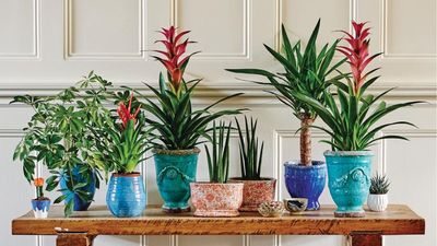 If Your Houseplants Won't Stop Turning Yellow, Look Beneath the Soil Surface – This Common Cause is Often Missed