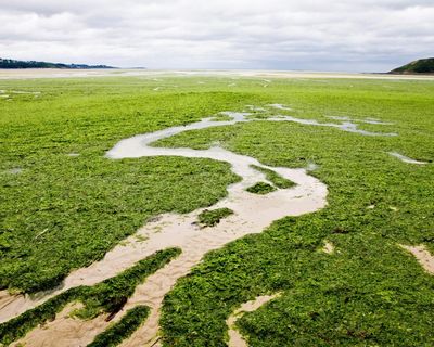 ‘I couldn’t breathe’: the sinister spread of France’s killer seaweed