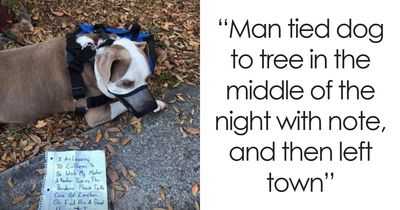 This Page Shared The Stories Of 28 Animals Whose Lives Changed After Someone Finally Came To Help
