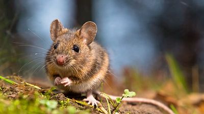 What is hantavirus, and how is it transmitted? Questions and answers about the outbreak