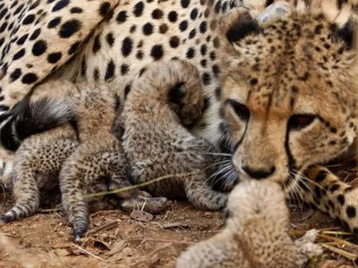 Born a month ago, 4 cheetah cubs found dead in MP's Kuno National Park