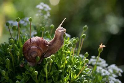 The viral ‘Immortal Snail’ meme is now a ‘bizarre’ desktop game — and you only get one life