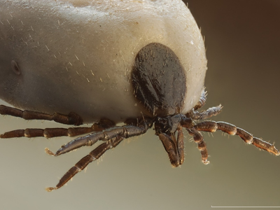 Tick-safe backyard checklist: 7 Normal things that quietly turn your yard into a tick magnet