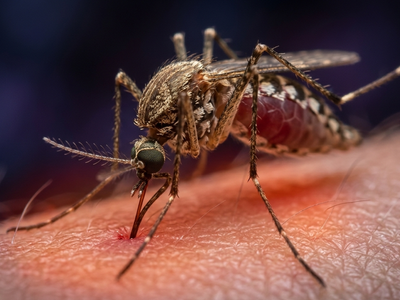 Scientists finally figured out how mosquitoes track and bite humans
