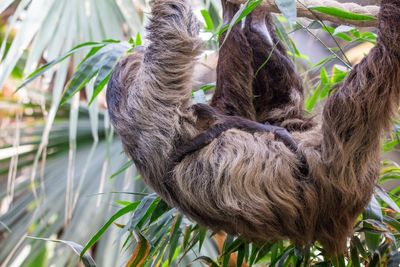 Scotland’s first-ever baby sloth named in honour of David Attenborough