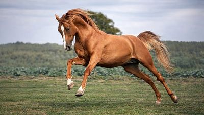 Rare Caucasian horse breed attracts renewed attention in Germany
