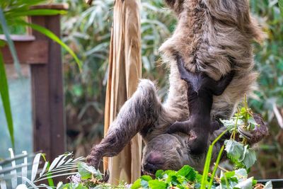First baby sloth born in Scotland named in honour of David Attenborough