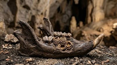 Not teeth, but nests: Discovery in Caribbean rodent fossils surprises archaeologists
