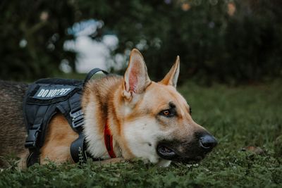 Philadelphia Airport Passenger Currency Confiscation: K-9 Nitro Sniffs Out $44k From Mexico-Bound Bag