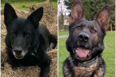 Appeal to help retired ‘superhero’ police dogs recover from injuries